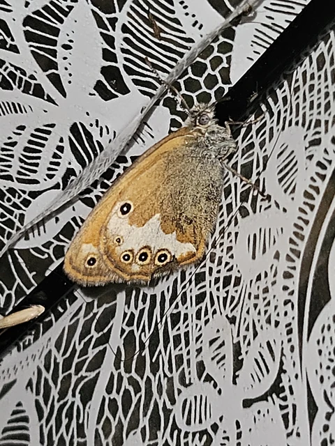 Coenonympha arcania - fehéröves szénalepke