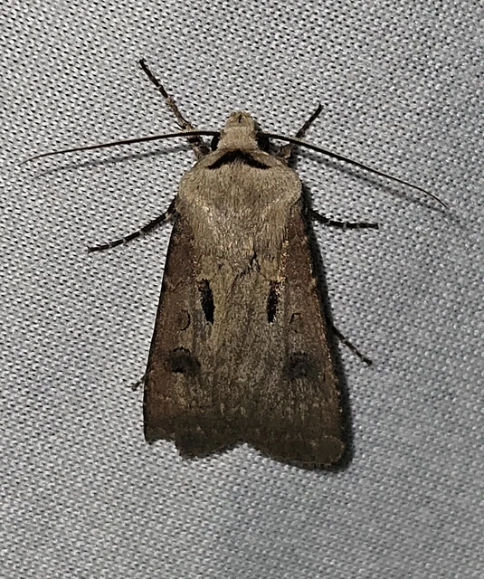 Agrotis exclamationis - felkiáltójeles földibagoly