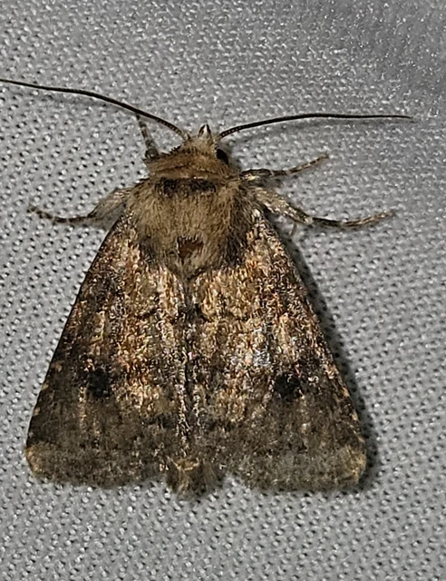 Atypha pulmonaris - tüdőfű-levélbagoly