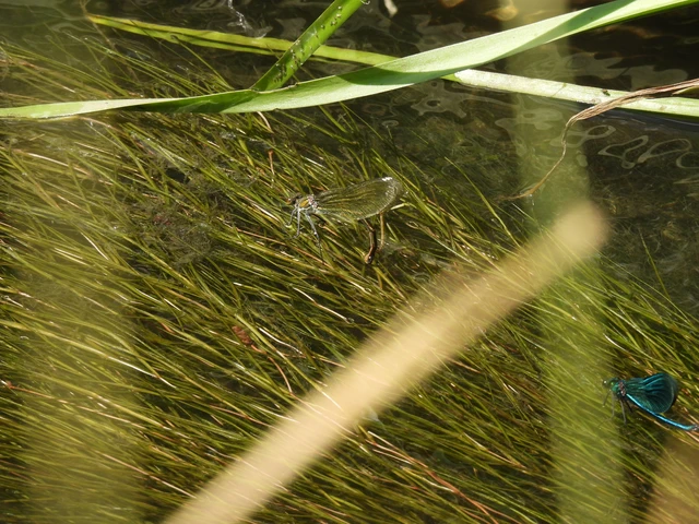 Calopteryx splendens - sávos szitakötő