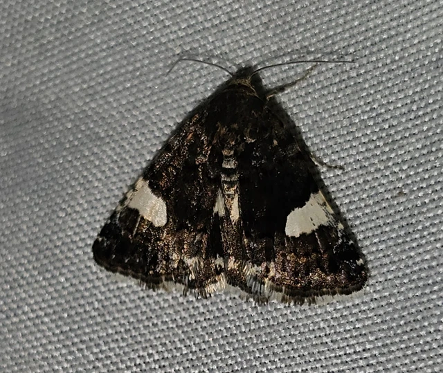 Tyta luctuosa - fekete nappalibagoly