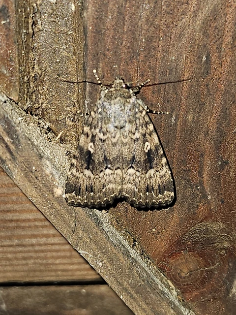 Amphipyra berbera/pyramidea