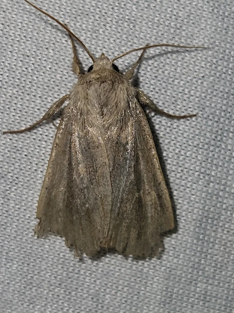 Mythimna