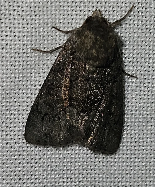 Oligia strigilis/latruncula/versicolor