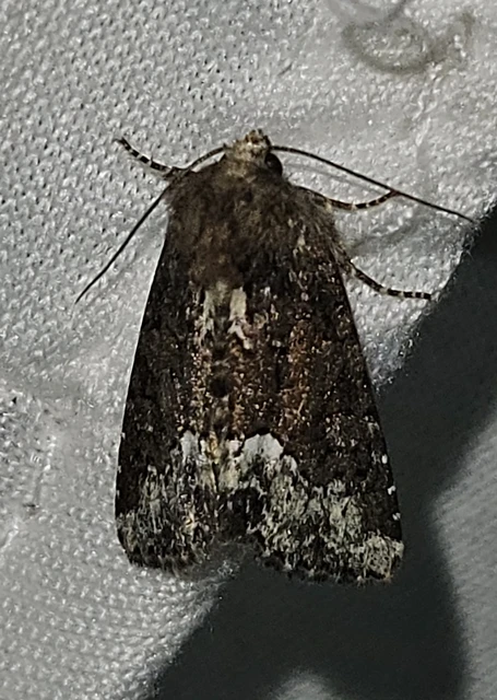 Oligia strigilis - kormos dudvabagoly