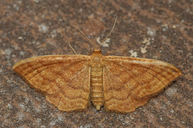 Idaea ochrata - okkerszínű sávosaraszoló