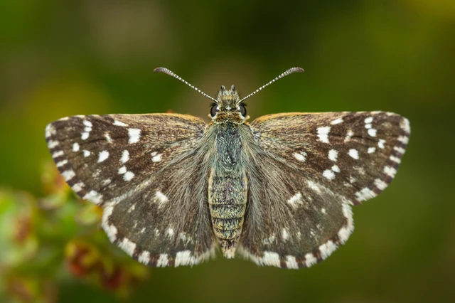Pyrgus malvae - kis busalepke