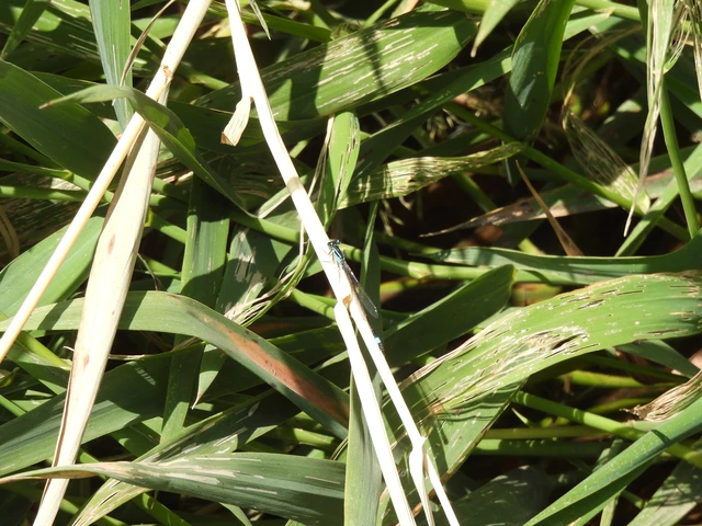 Ischnura elegans pontica - kéköves légivadász Ischnura elegans pontica - kéköves légivadász
