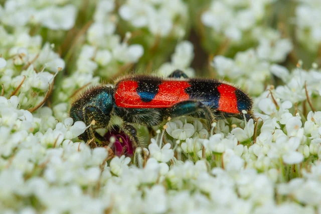 Trichodes apiarius - szalagos méhészbogár