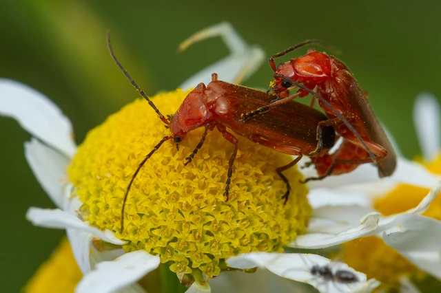 Rhagonycha fulva - feketevégű lágybogár