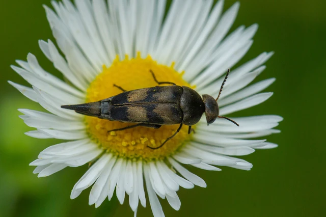 Variimorda villosa - szalagos maróka