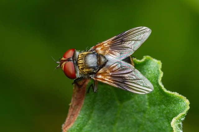 Diptera - Kétszárnyúak