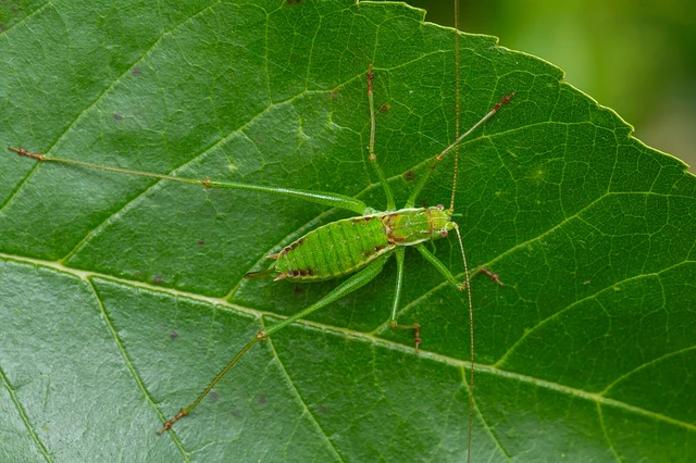 Leptophyes albovittata - közönséges virágszöcske Leptophyes albovittata - közönséges virágszöcske
