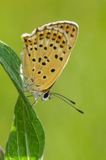 Lycaena tityrus - barna tűzlepke