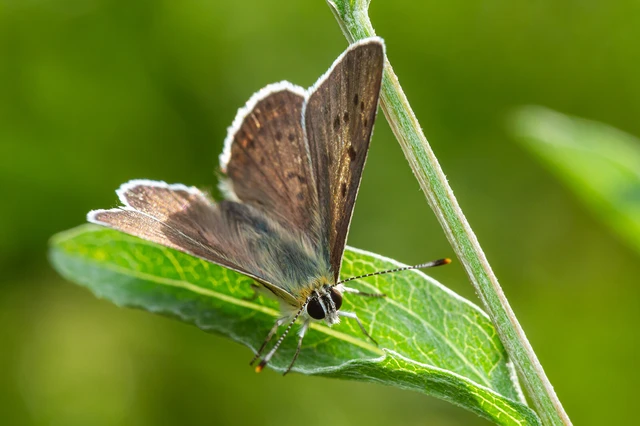 Lycaena tityrus - barna tűzlepke