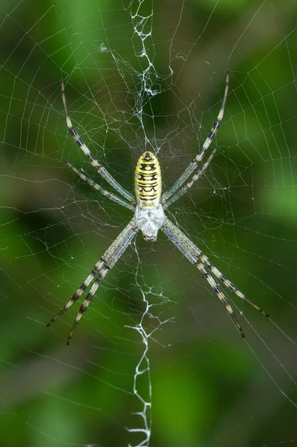Araneae - Pókok