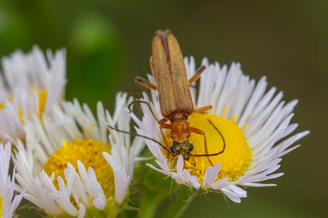Oedemera podagrariae - székfű-álcincér