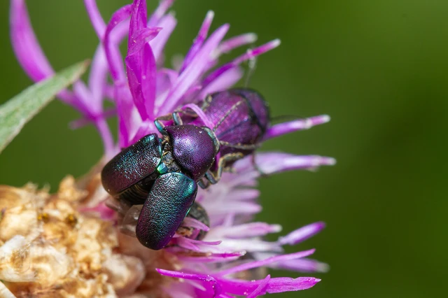 Cryptocephalus