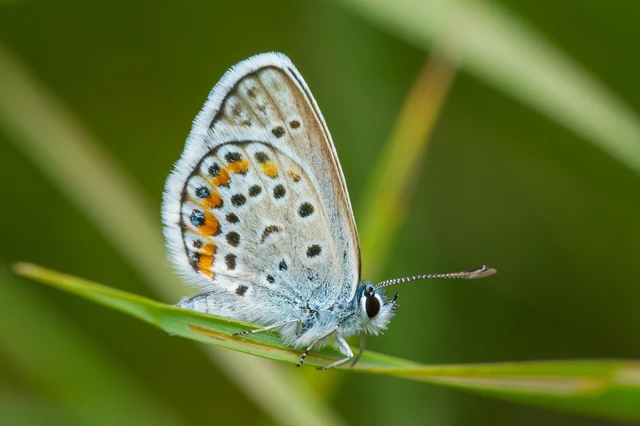 Plebejus argus - ezüstös boglárka