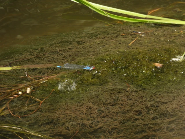 Erythromma viridulum - kis pirosszemű-légivadász Erythromma viridulum - kis pirosszemű-légivadász