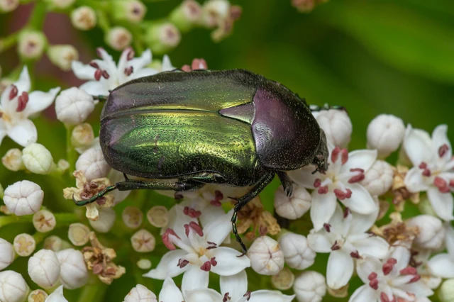 Cetonia aurata - aranyos virágbogár