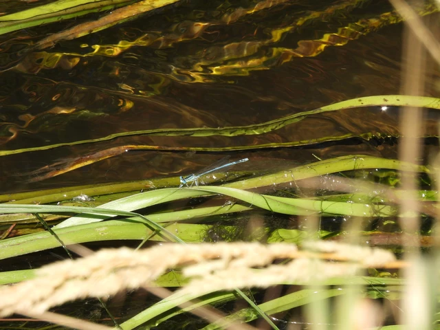 Platycnemis pennipes - széleslábú szitakötő
