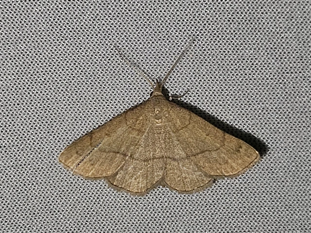 Paracolax tristalis - sárgás karcsúbagoly