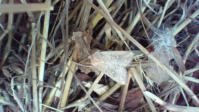 Mythimna albipuncta - fehérpettyes rétibagoly