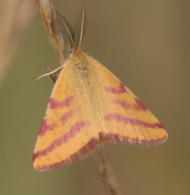 Lythria purpuraria - bíborsávos araszoló