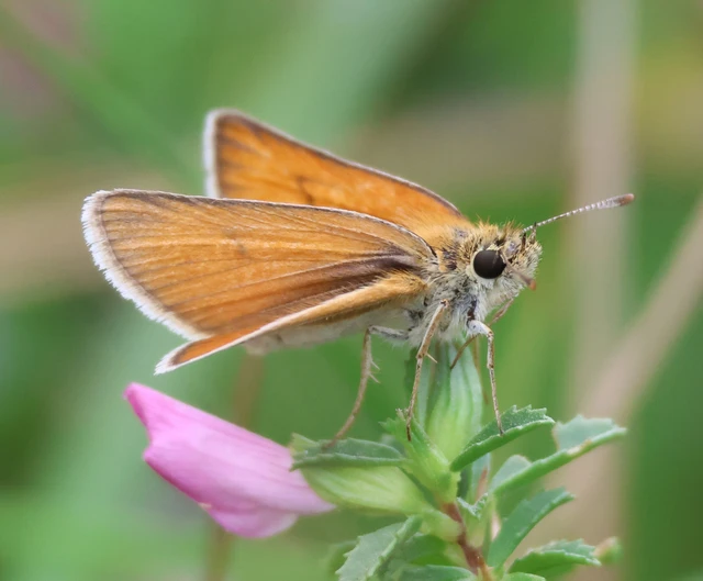 Thymelicus sylvestris - barna busalepke