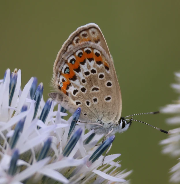 Plebejus argus - ezüstös boglárka