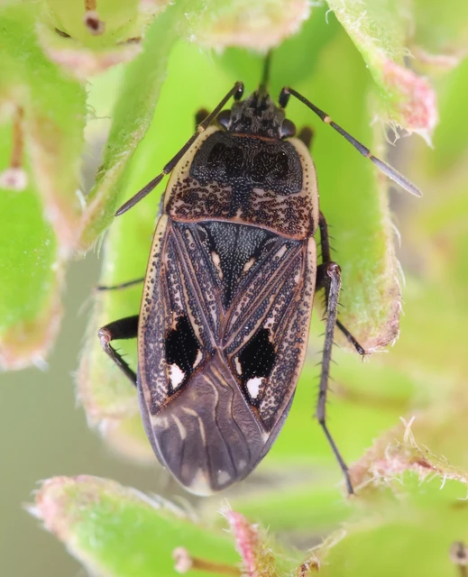 Graptopeltus lynceus - homoki díszesbodobács