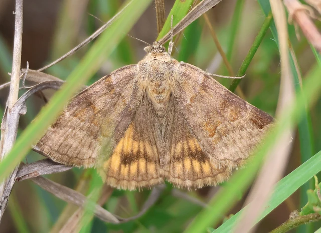 Euclidia glyphica - közönséges nappalibagoly