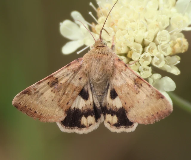 Heliothis adaucta - somkóróbagoly