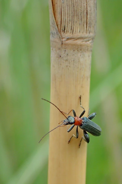 Oedemera croceicollis - pirostorú álcincér