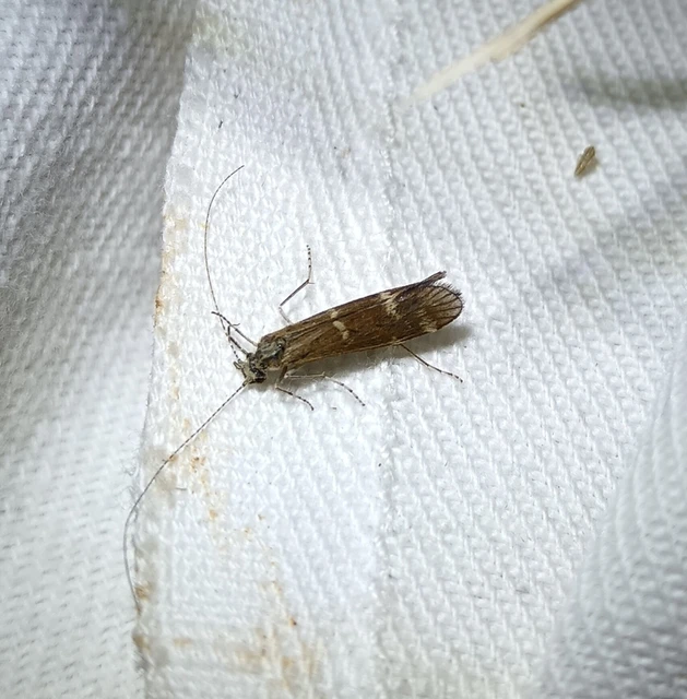 Trichoptera - Tegzesek