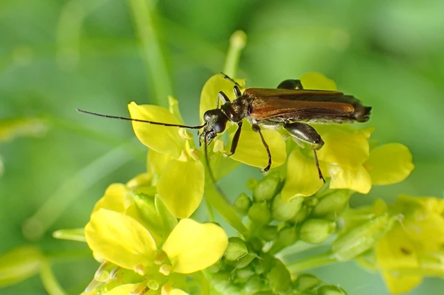 Oedemera femorata - sárgahátú álcincér