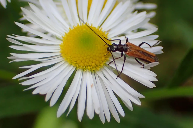 Oedemera femorata - sárgahátú álcincér