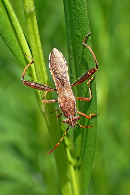 Camptopus lateralis - görbelábú karimáspoloska