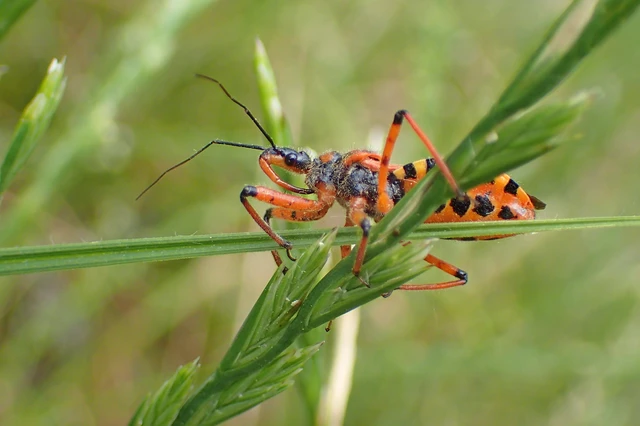 Rhynocoris iracundus - közönséges gyilkospoloska