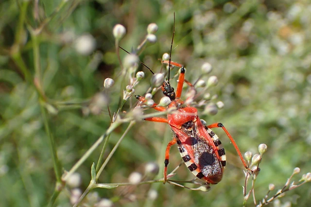 Rhynocoris iracundus - közönséges gyilkospoloska
