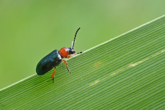 Oulema melanopus/duftschmidi