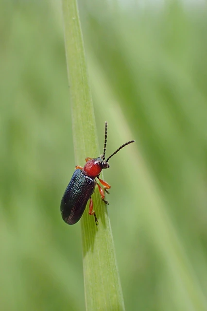 Oulema melanopus/duftschmidi