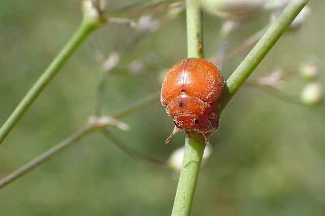 Subcoccinella vigintiquatuorpunctata - lucernaböde