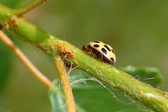 Propylea quatuordecimpunctata - tizennégypettyes füsskata