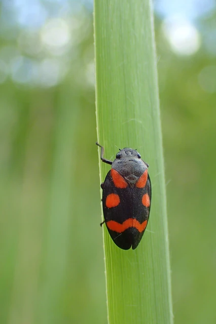 Cercopis sanguinolenta