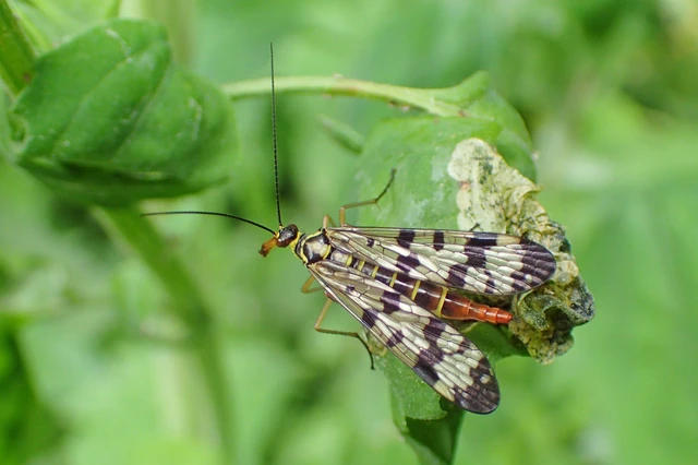 Panorpa communis/vulgaris