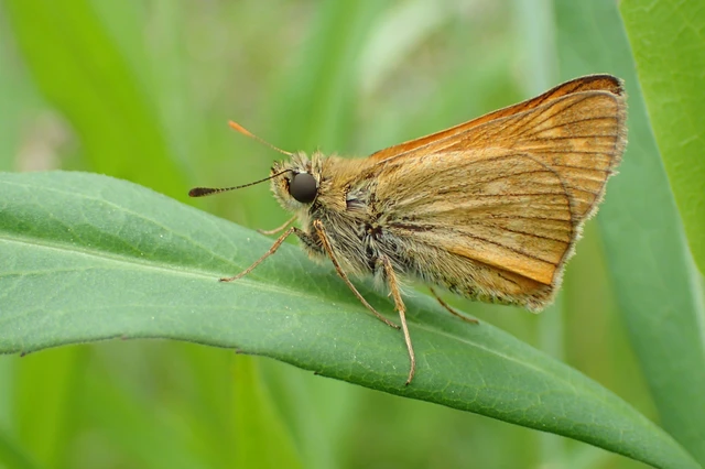 Ochlodes sylvanus - erdei busalepke