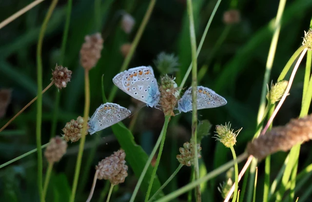 Polyommatus icarus - közönséges boglárka