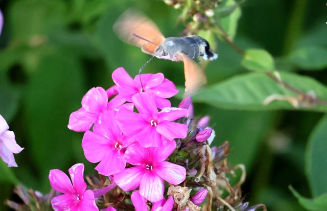 Macroglossum stellatarum - kacsafarkú szender